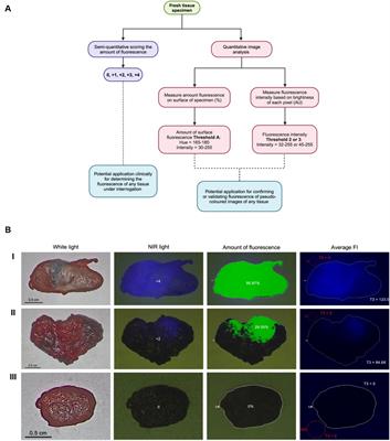 Validation of a semi-quantitative scoring system and workflow for analysis of fluorescence quantification in companion animals